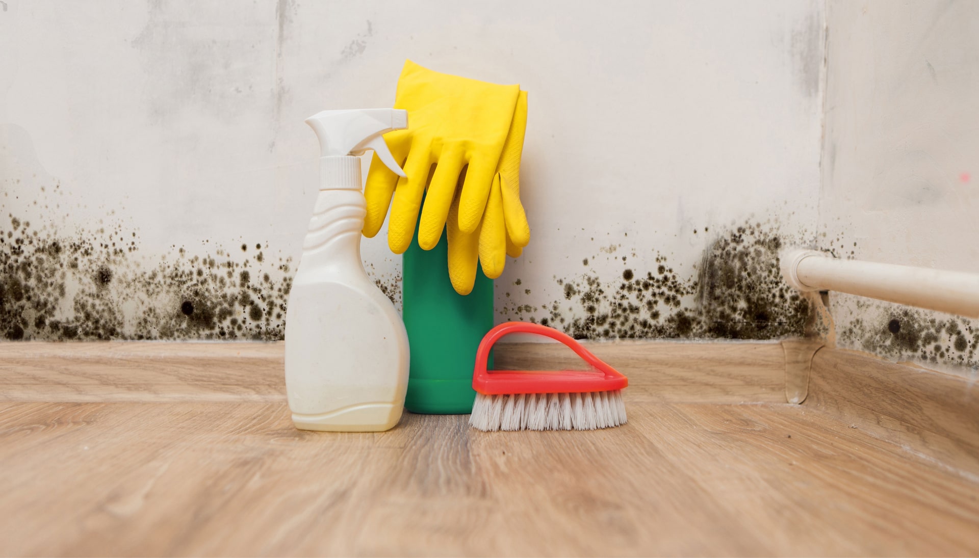 Know About Mold Removal In Clarksville